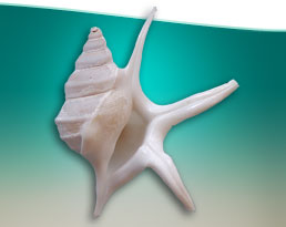 Shell1