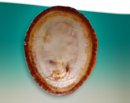 Shell2