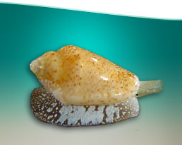 Shell3